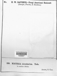 Nectria cinnabarina image